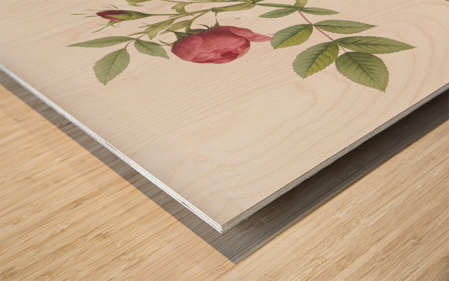 Yellow sweetbriar rose Wood print