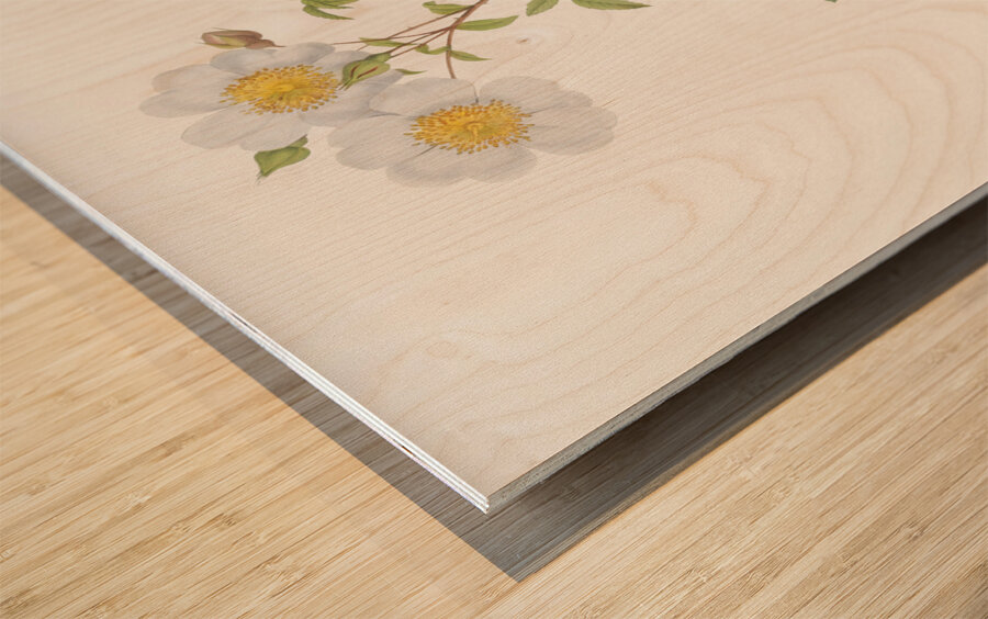 White climbing rose Impression sur bois