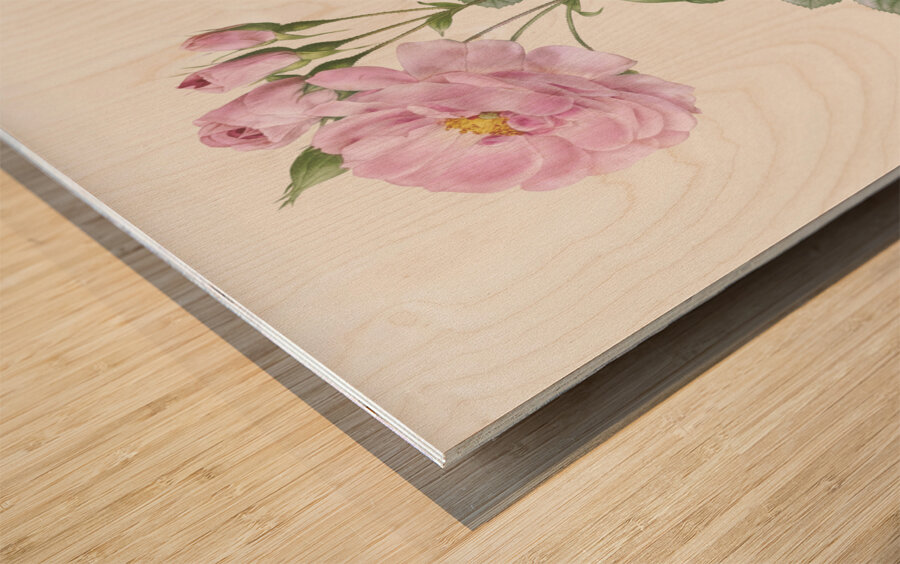 White climbing rose Wood print