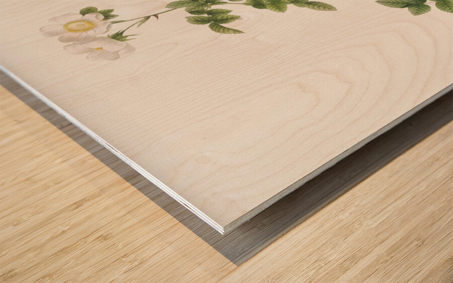 White sweetbriar rose Wood print