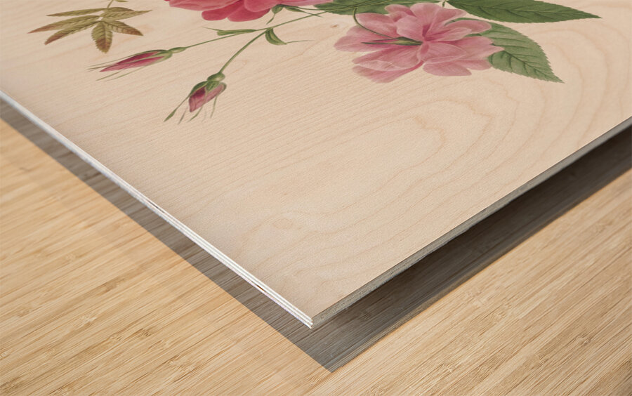 Blooming hudson rose Wood print