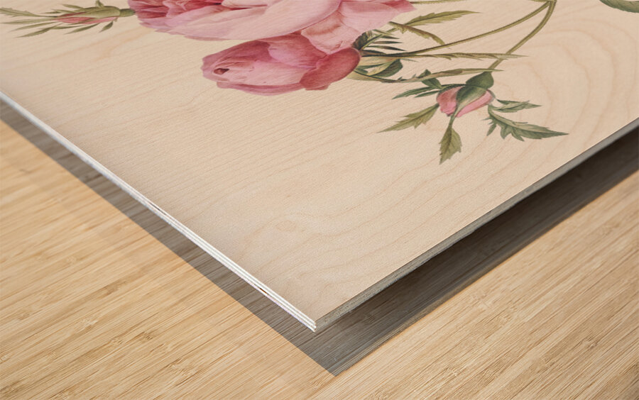 Pink cabbage rose Wood print