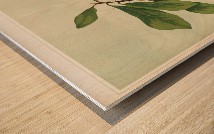 Sarah Featon 013 Wood print