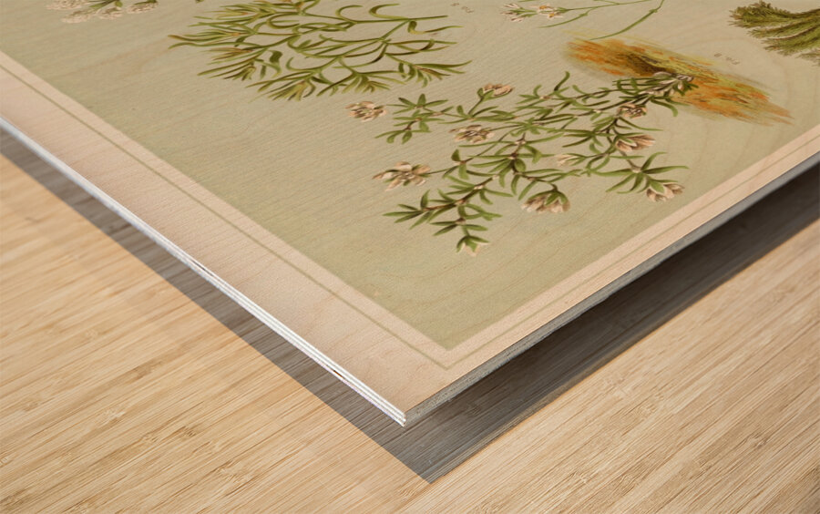 Sarah Featon 017 Wood print