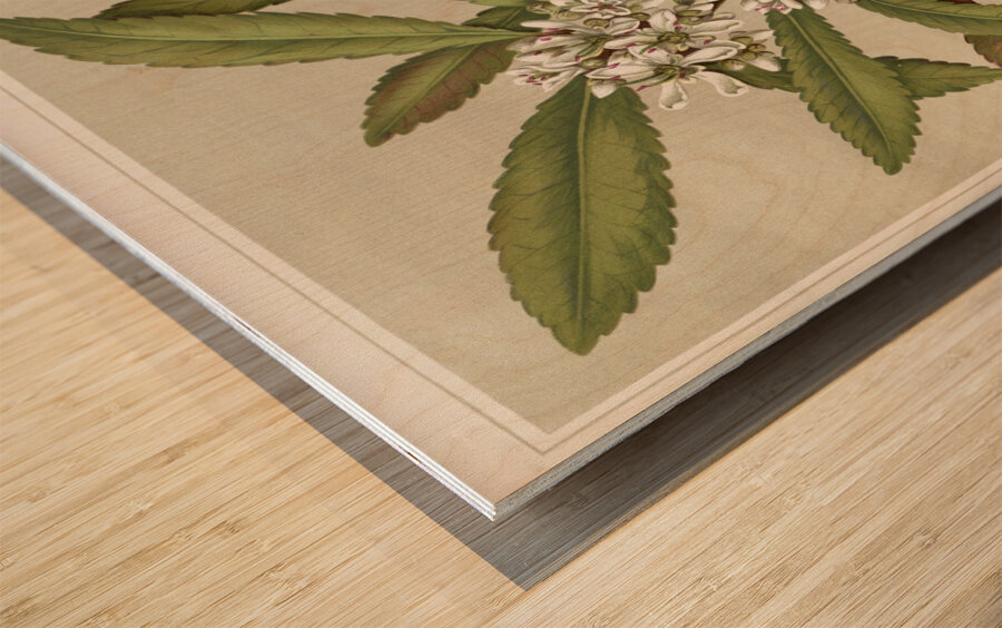 Sarah Featon 031 Wood print