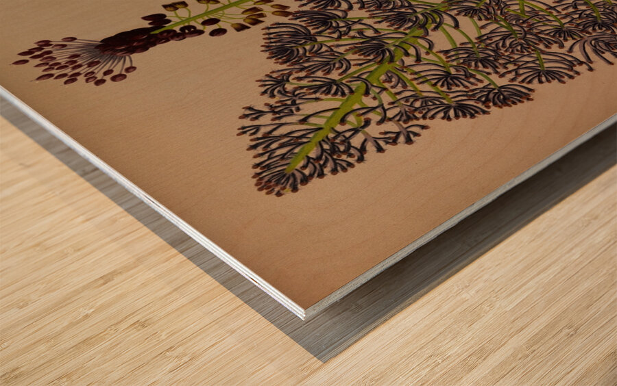 Album van Eeden : Haarlems flora : 1872-1881 Wood print