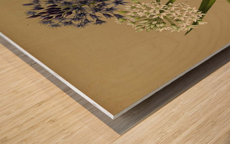 Album van Eeden : Haarlems flora : 1872-1881 Wood print