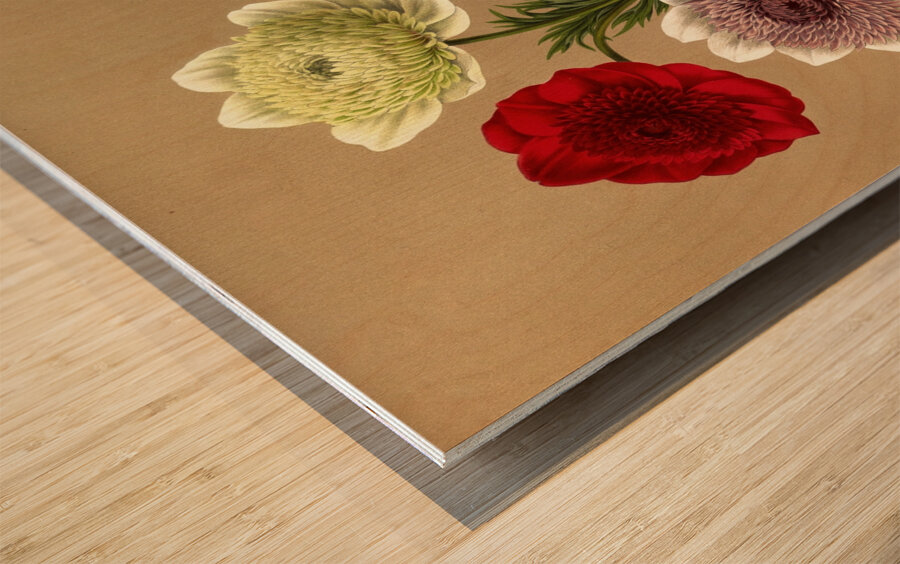 Album van Eeden : Haarlems flora : 1872-1881 Wood print