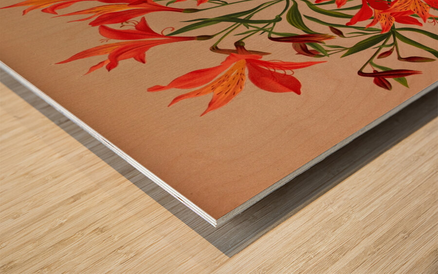 Album van Eeden : Haarlems flora : 1872-1881 Wood print