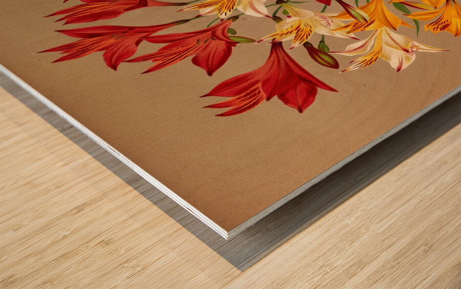 Album van Eeden : Haarlems flora : 1872-1881 Wood print