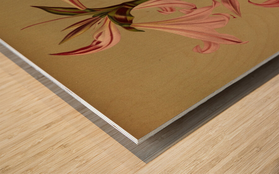 Album van Eeden : Haarlems flora : 1872-1881 Wood print