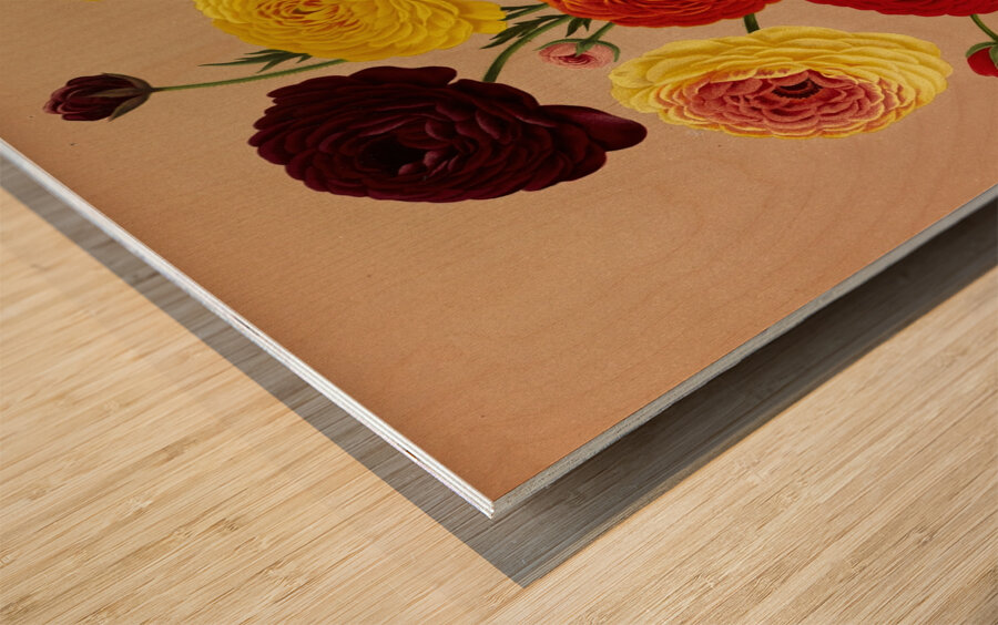 Album van Eeden : Haarlems flora : 1872-1881 Wood print