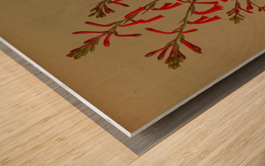 Album van Eeden : Haarlems flora : 1872-1881 Wood print