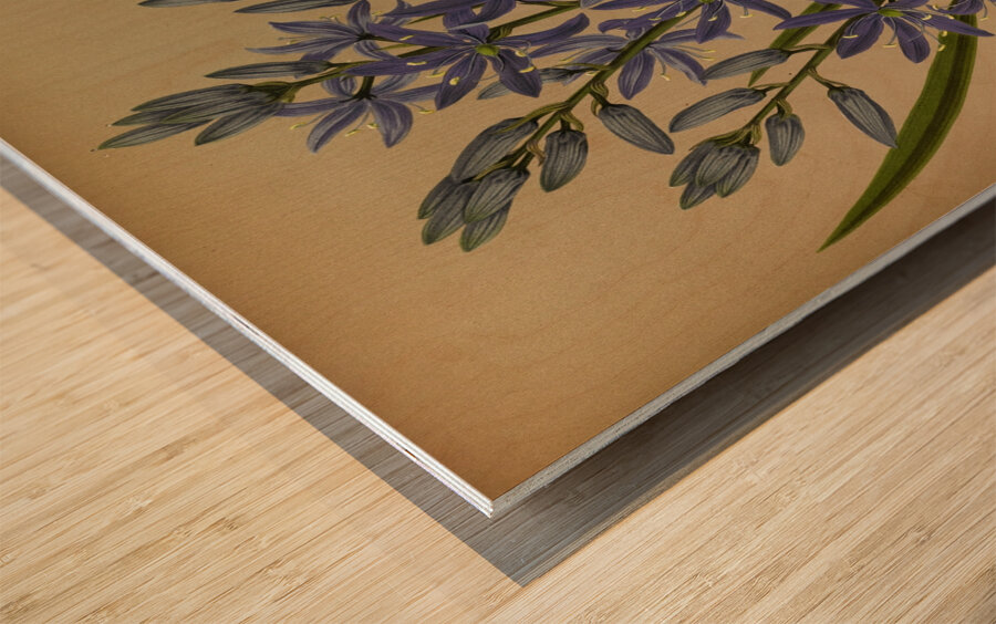 Album van Eeden : Haarlems flora : 1872-1881 Wood print