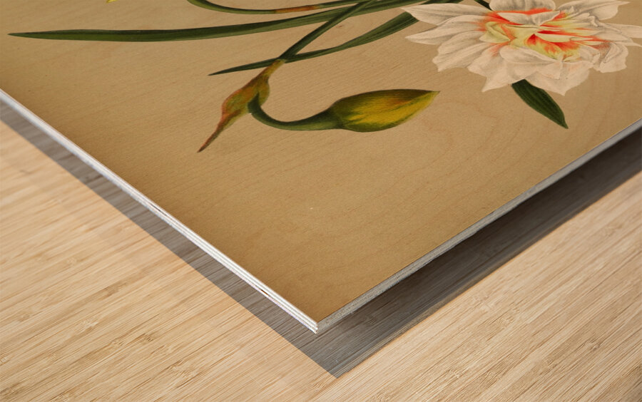 Album van Eeden : Haarlems flora : 1872-1881 Impression sur bois