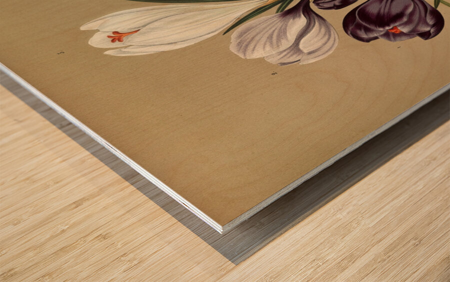 Album van Eeden : Haarlems flora : 1872-1881 Wood print