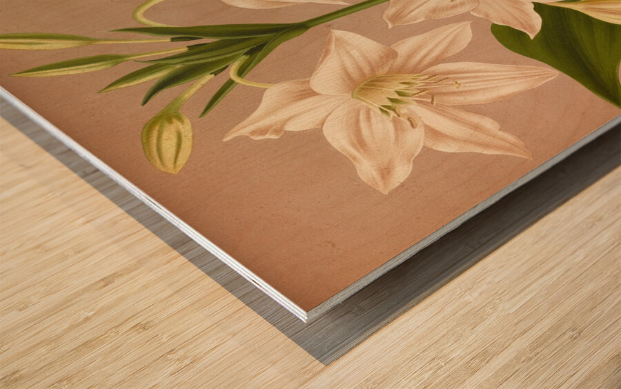 Album van Eeden : Haarlems flora : 1872-1881 Wood print