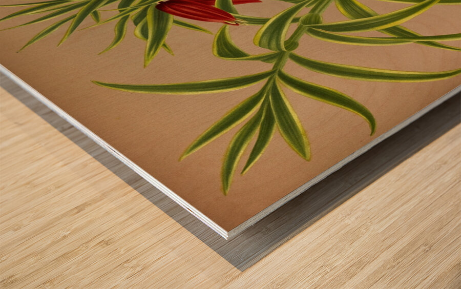 Album van Eeden : Haarlems flora : 1872-1881 Wood print