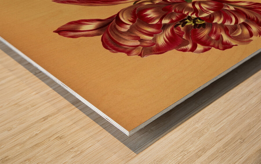 Album van Eeden : Haarlems flora : 1872-1881 Wood print