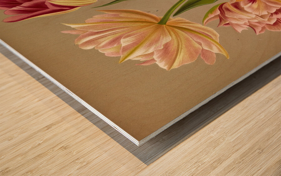 Album van Eeden : Haarlems flora : 1872-1881 Wood print