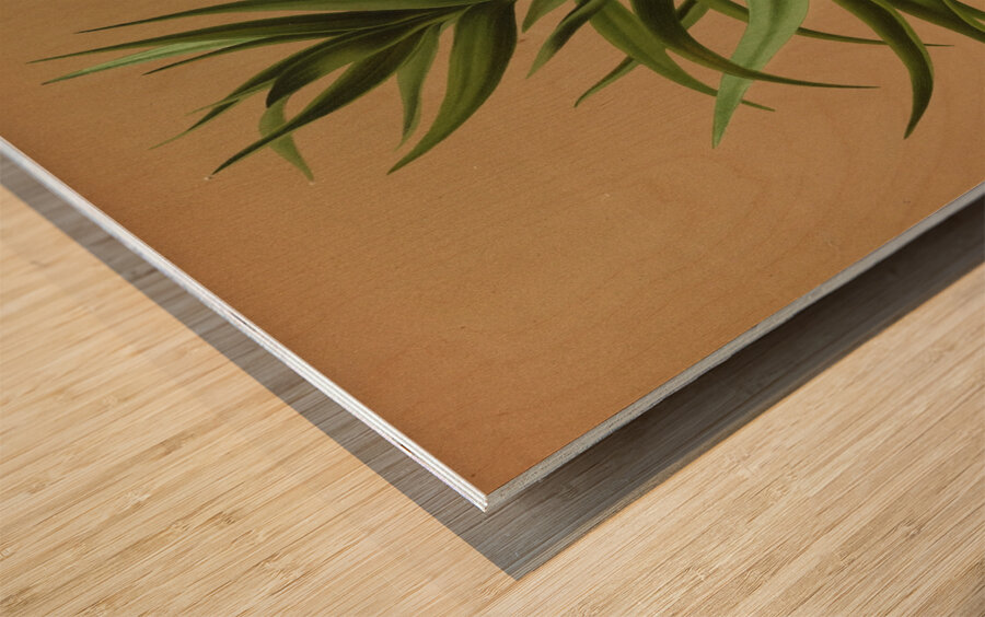 Album van Eeden : Haarlems flora : 1872-1881 Wood print