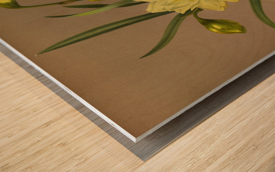 Album van Eeden : Haarlems flora : 1872-1881 Wood print