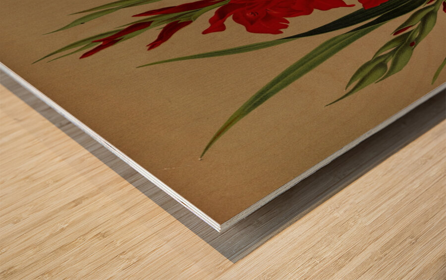 Album van Eeden : Haarlems flora : 1872-1881 Wood print