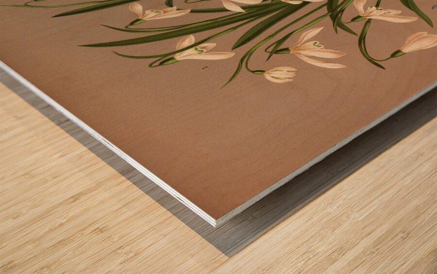 Album van Eeden : Haarlems flora : 1872-1881 Wood print