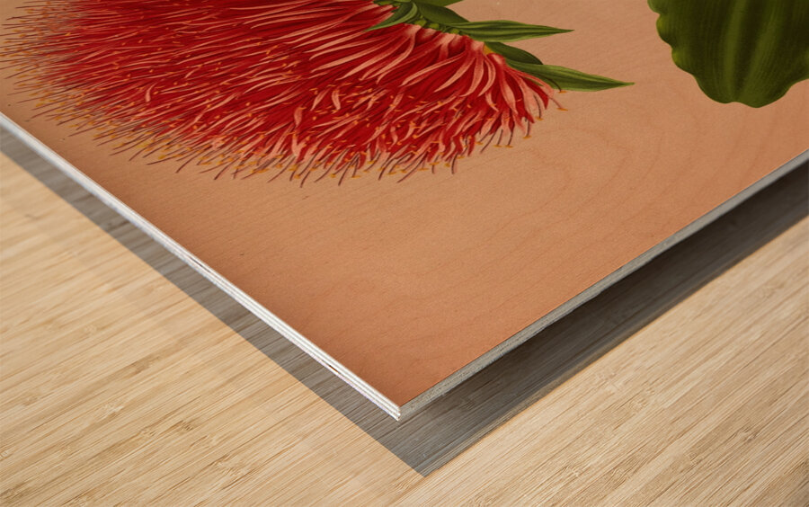 Album van Eeden : Haarlems flora : 1872-1881 Wood print