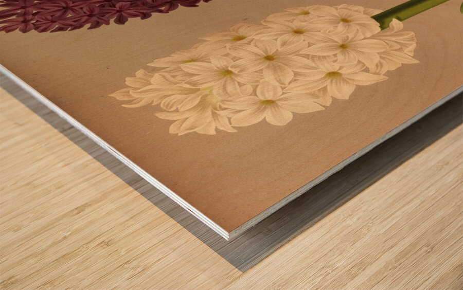 Album van Eeden : Haarlems flora : 1872-1881 Wood print