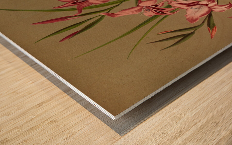 Album van Eeden : Haarlems flora : 1872-1881 Wood print