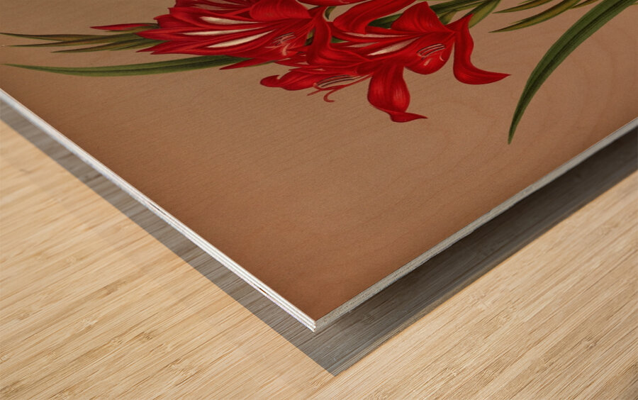 Album van Eeden : Haarlems flora : 1872-1881 Wood print