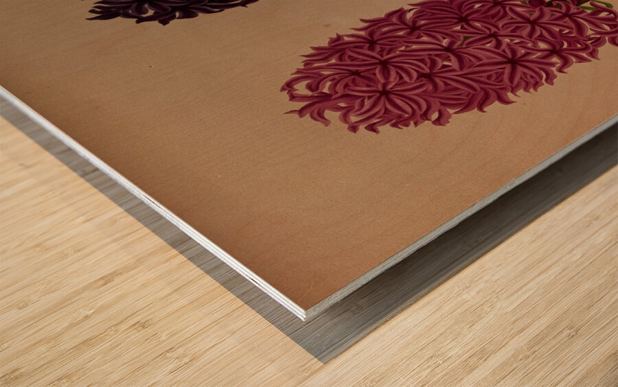 Album van Eeden : Haarlems flora : 1872-1881 Wood print