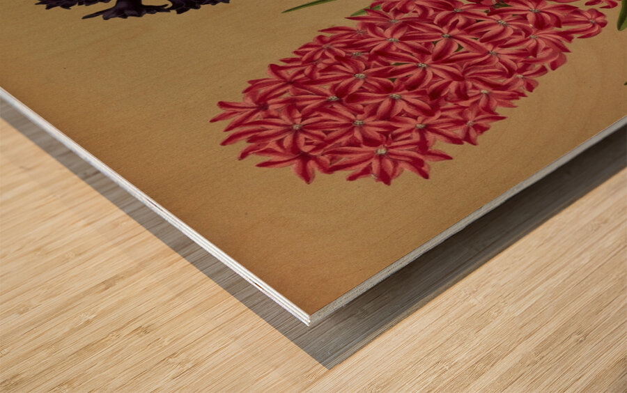 Album van Eeden : Haarlems flora : 1872-1881 Wood print