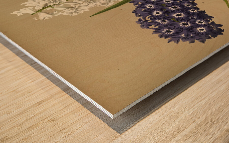 Album van Eeden : Haarlems flora : 1872-1881 Wood print