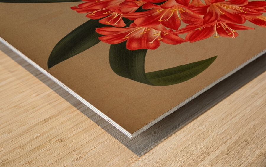 Album van Eeden : Haarlems flora : 1872-1881 Wood print