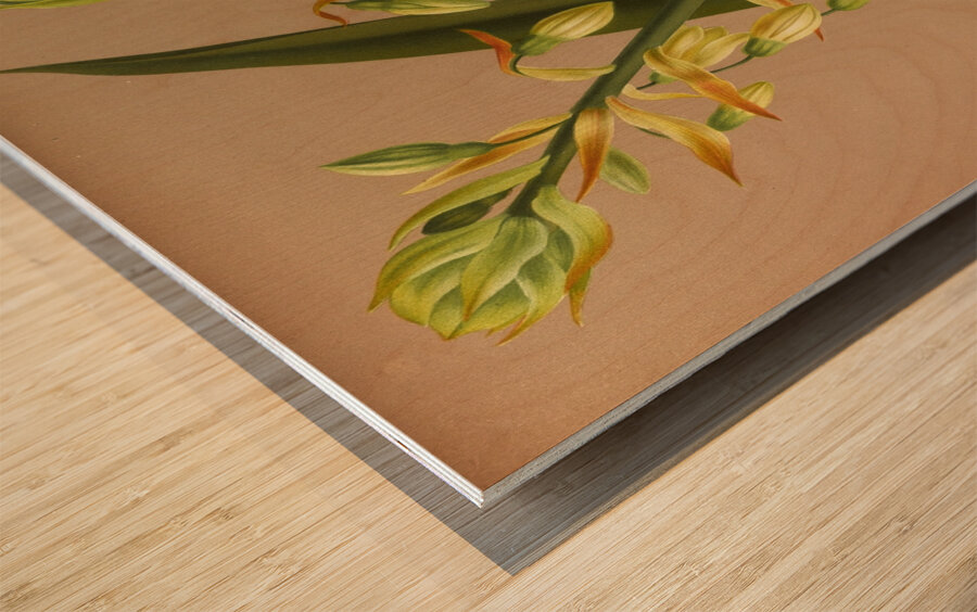 Album van Eeden : Haarlems flora : 1872-1881 Wood print