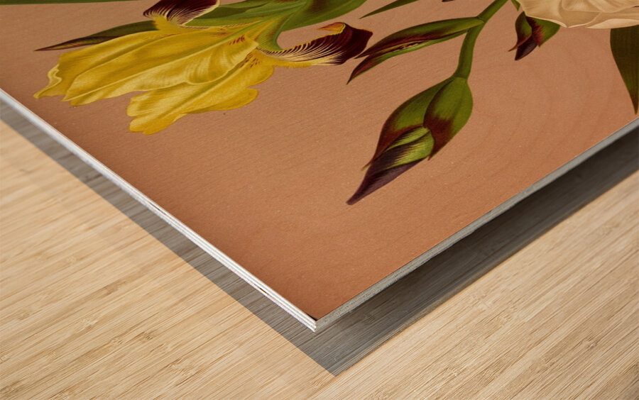 Album van Eeden : Haarlems flora : 1872-1881 Wood print