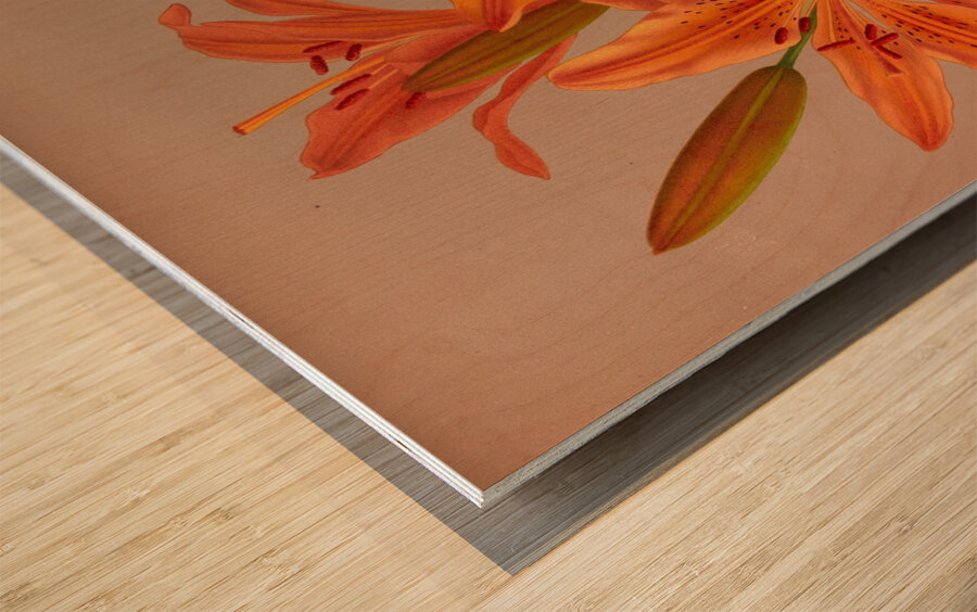 Album van Eeden : Haarlems flora : 1872-1881 Wood print