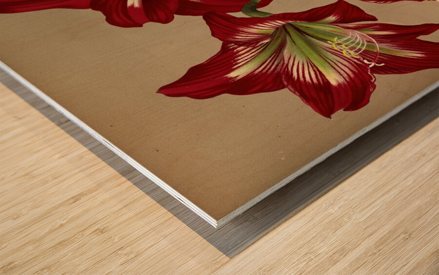 Album van Eeden : Haarlems flora : 1872-1881 Wood print