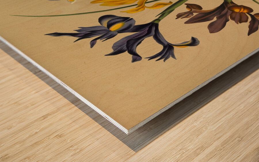 Album van Eeden : Haarlems flora : 1872-1881 Wood print