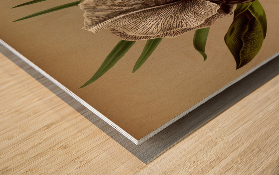 Album van Eeden : Haarlems flora : 1872-1881 Wood print