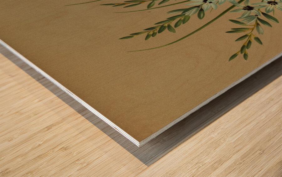 Album van Eeden : Haarlems flora : 1872-1881 Wood print