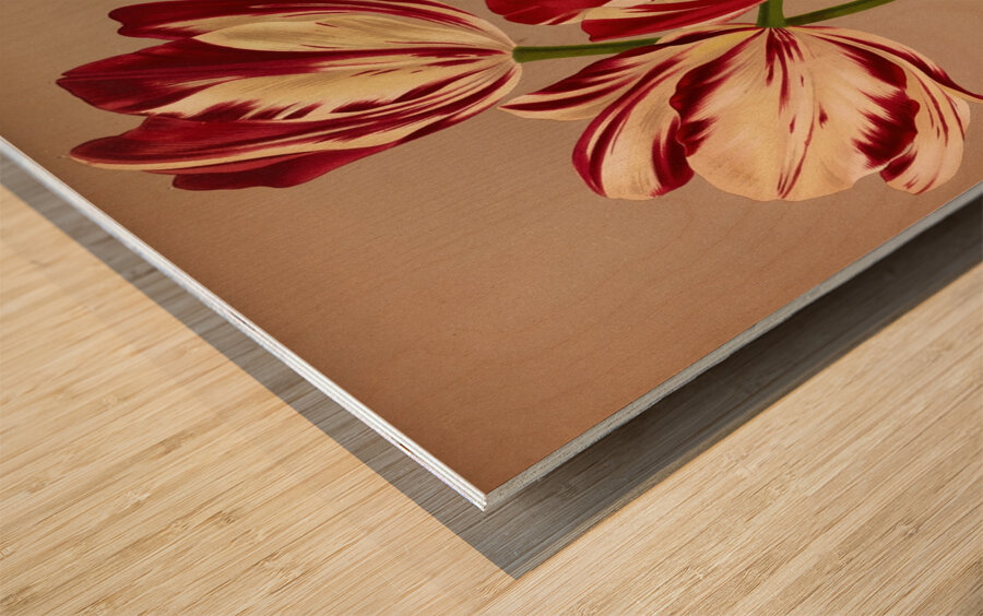 Album van Eeden : Haarlems flora : 1872-1881 Impression sur bois