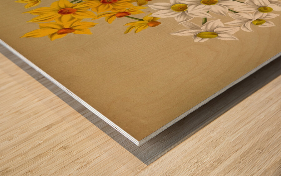 Album van Eeden : Haarlems flora : 1872-1881 Wood print