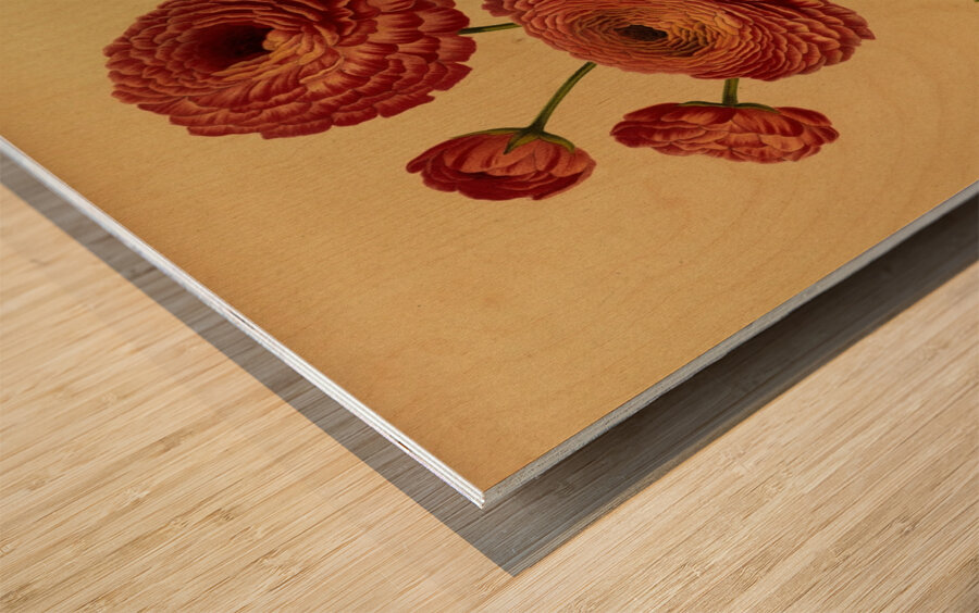 Album van Eeden : Haarlems flora : 1872-1881 Wood print