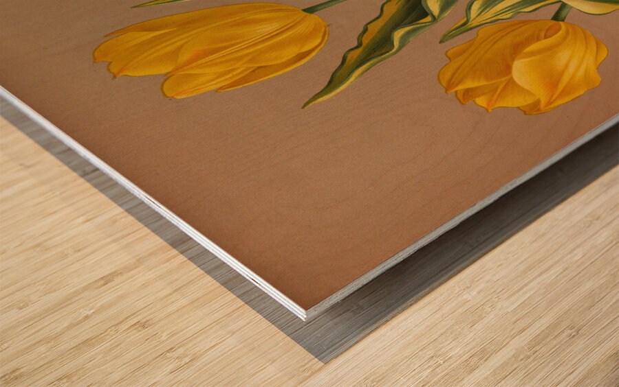 Album van Eeden : Haarlems flora : 1872-1881 Wood print