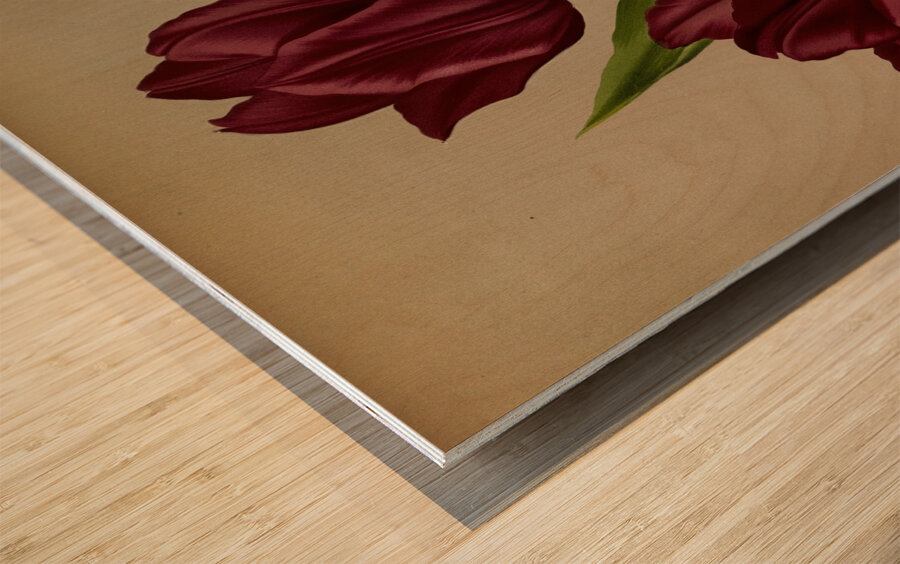 Album van Eeden : Haarlems flora : 1872-1881 Wood print