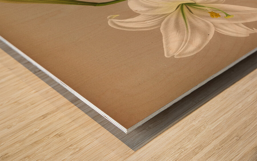 Album van Eeden : Haarlems flora : 1872-1881 Wood print