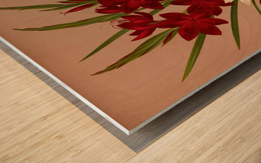 Album van Eeden : Haarlems flora : 1872-1881 Wood print